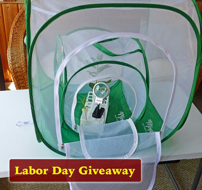 BIG Baby Labor Day 🐛Cage Giveaway 🍁 Enter thru September 6th 🦋