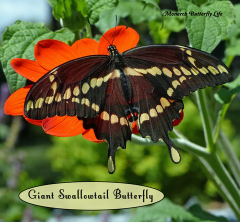 How To Raise Giant Swallowtails through all 4 stages of the Butterfly Life Cycle
