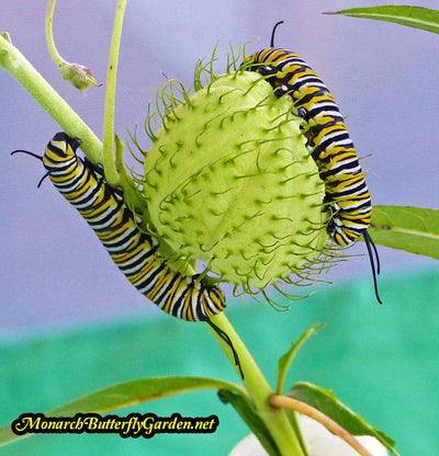 Raising Hope for the 2018 Monarch Migration- Raise The Migration 6 Results