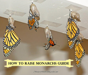 Learn how to raise more monarch butterflies with less effort
