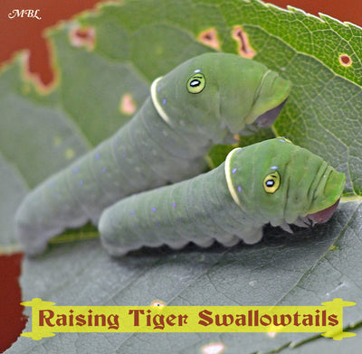 How to Raise Eastern Tiger Swallowtails- Butterfly Life Cycle Photos