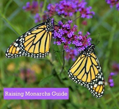 Raising Hope for the 2014 Monarch Migration- Raise The Migration 2 Results