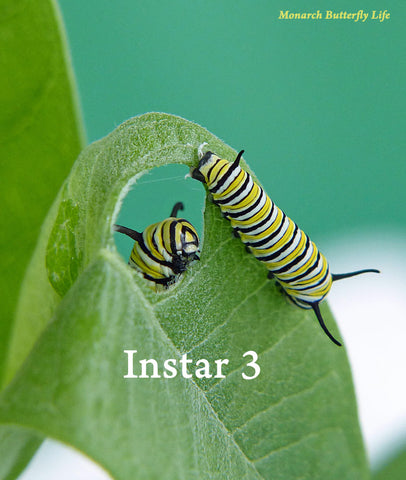 The Five Instars of Monarch Caterpillars + Caterpillar Care Tips