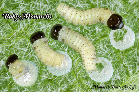 Care Tips for Baby Caterpillars- Raise Monarch Butterflies