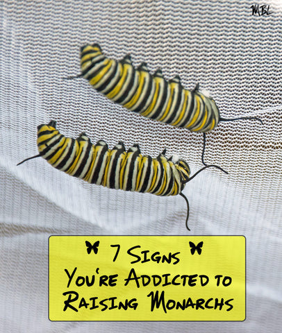 Are You Addicted to Raising Monarchs Butterflies? See the 7 signs of monarch addiction here...
