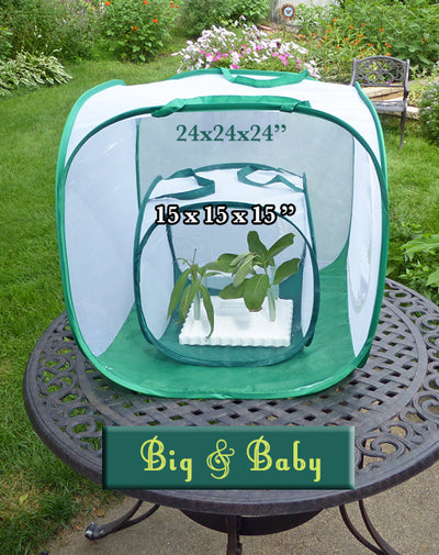 Caterpillar Cages for Raising Butterflies Indoors