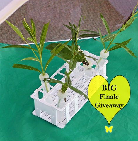 Big Final Giveaway Butterfly Cage + Accessories through October 5th