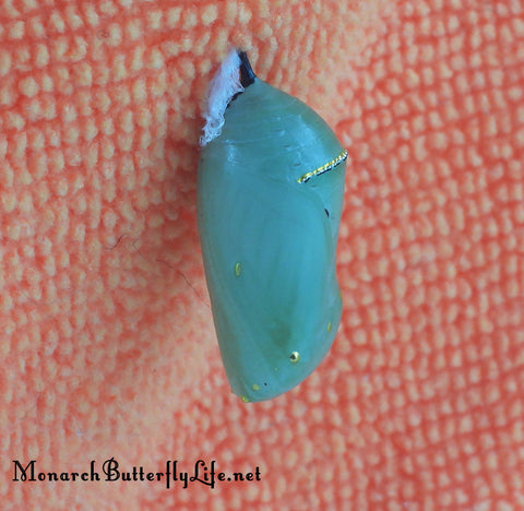 Monarch Chrysalis Problems and Normal Development- Stage 3 of the Monarch Butterfly Life Cycle