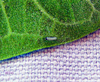 How To Avoid Losing Small Monarch Caterpillars