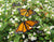 Male or Female Butterfly? See the differences in monarch butterfly pictures