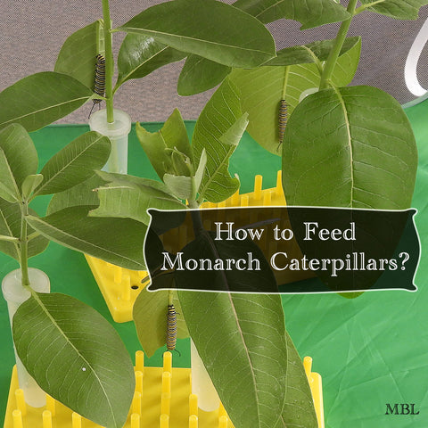 Monarch caterpillar food ideas- 8 Ways to make milkweed last longer by using milkweed leaf and stem cuttings.