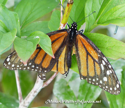Raising Hope for the 2017 Monarch Migration- Raise The Migration 5 Results