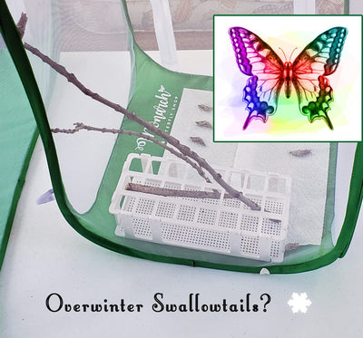 How to Overwinter a Swallowtail Chrysalis until Spring?