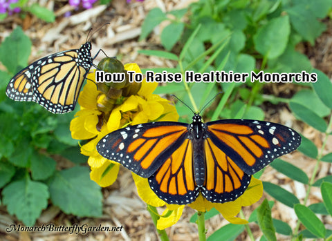 Monarch Diseases, Parasites, and Prevention Info to Grow Healthy Monarch Butterflies