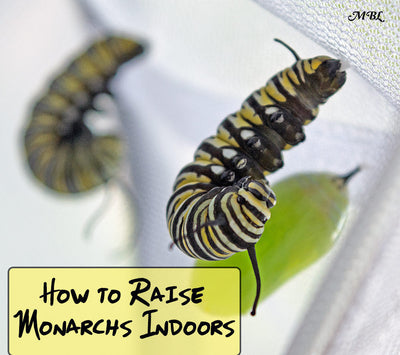 How to Raise Monarch Butterflies Indoors: 21 Monarch Survival Tips