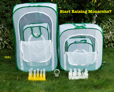 So you want to Start Raising Monarch Butterflies? Your Journey Begins here…