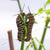 911 Milkweed Emergency + Raising Tips for Large Monarch Caterpillars