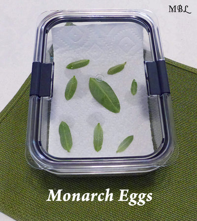 Is Your Caterpillar Cage Killing Monarch Butterflies?