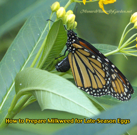 How to Prepare Milkweed for Monarchs and Butterfly Eggs