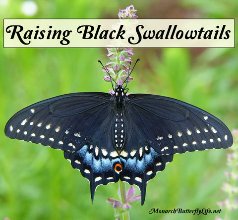 How To Raise Eastern Black Swallowtails through the Butterfly Life Cycle