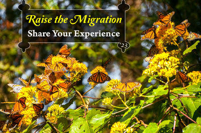 Raising Hope for the 2023 Monarch Migration- Share Your Raise The Migration Results