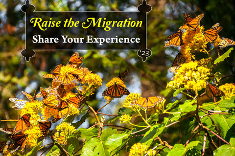 Raise the Migration 2023- Share Your Experience Raising Monarch Butterflies