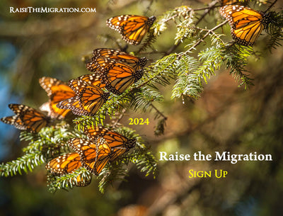 Raise The Migration Sign Up- Raise Monarch Migration Butterflies for Release