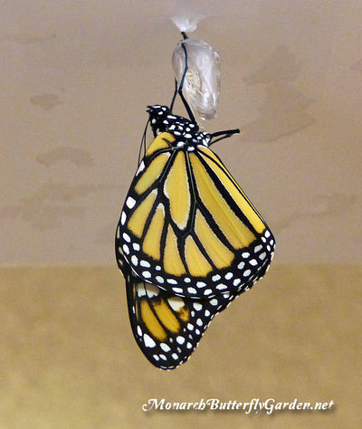 Raising Butterflies Indoors