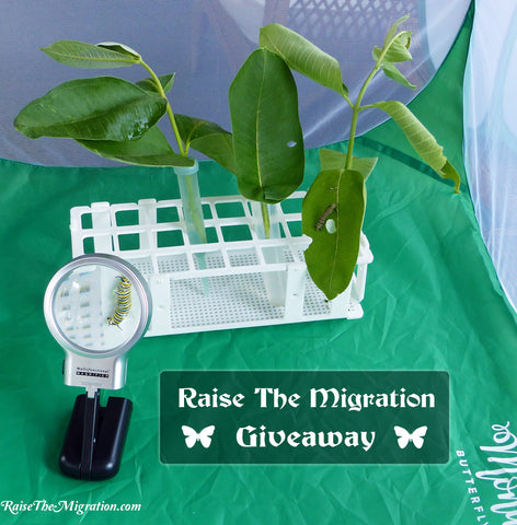 Raise the Migration Butterfly Cage + Raising Supplies Giveaway