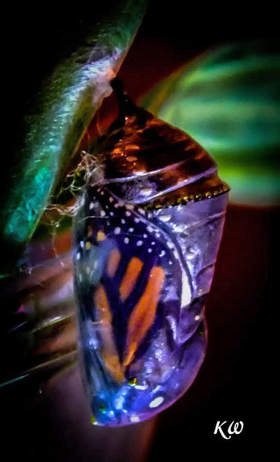 Butterfly Birth…a New Monarch Emerges from its Chrysalis!