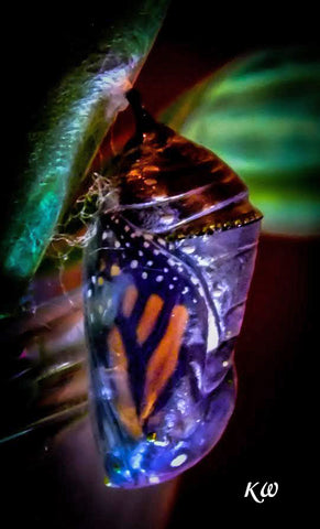 What to expect when a Monarch Butterfly Emerges from its Chrysalis?