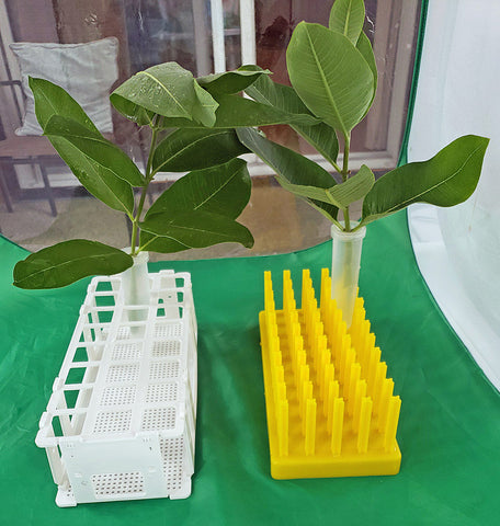 Floral Tubes and Racks Collection for Feeding Caterpillars