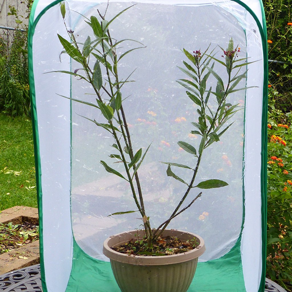 Monarch TOWER Butterfly Cage- Raise Monarchs on Milkweed Plants 24"x24"x36"H