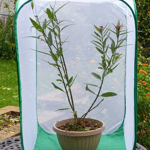 Monarch Tower Butterfly Cage- Raise Caterpillars on Large Milkweed Cuttings or Potted Plants