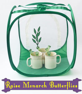 Baby Cube Butterfly Cage with Floral Tubes for Milkweed Cuttings