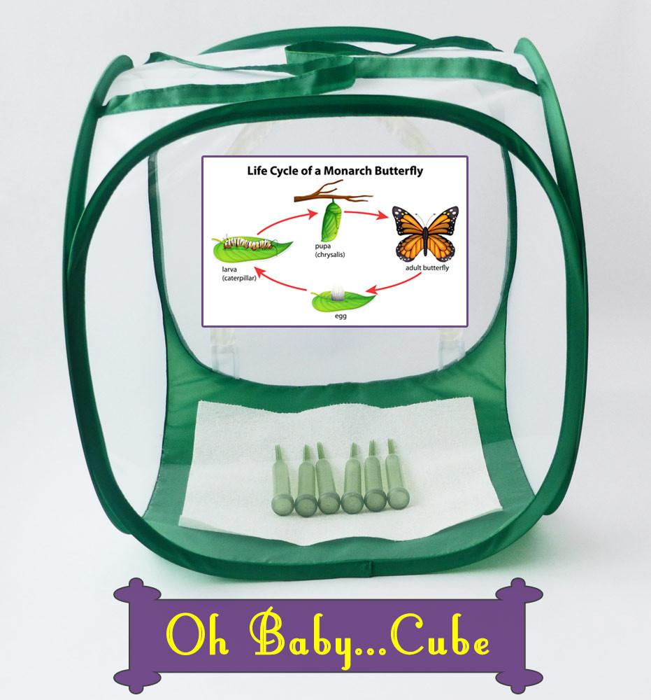 Baby Cube Butterfly Cage w/ Viewing Window 15x15x15-Raise Monarchs – Monarch  Butterfly Life
