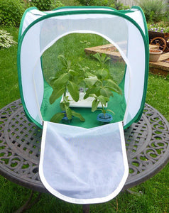 Big Cube Butterfly Cage- Raise Monarch Butterflies from Eggs or Caterpillars