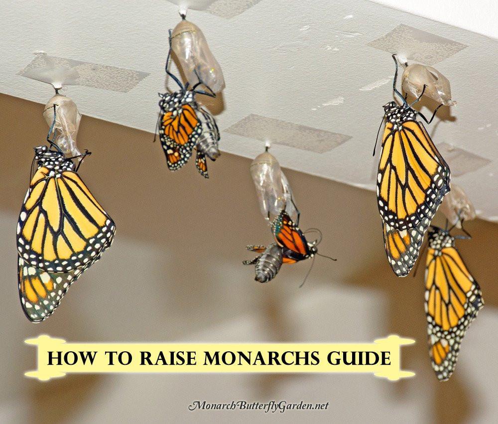 How To Raise Monarch Butterflies Book- Instant Download – Monarch