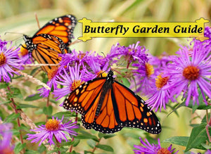 Butterfly Garden Book Download