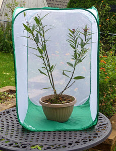 Monarch TOWER Butterfly Cage w/ Viewing Window- Raise Monarchs on Milkweed Plants 24"x24"x36"H