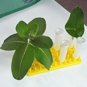 Floral tubes and short peg racks allow you to keep milkweed fresh for days and space out your caterpillars